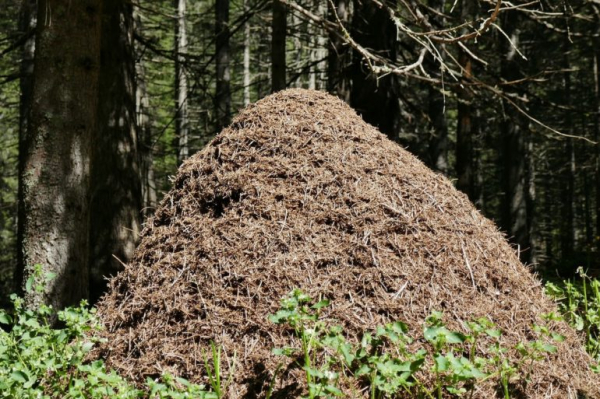 К чему снятся муравьи: толкования сна в популярных сонниках