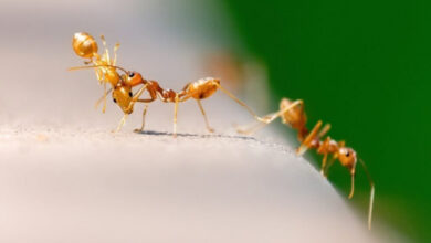 Photo of К чему снятся муравьи: толкования сна в популярных сонниках