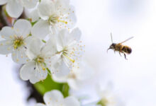 Photo of К чему снятся пчелы: толкования сна в популярных сонниках