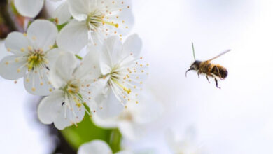 Photo of К чему снятся пчелы: толкования сна в популярных сонниках