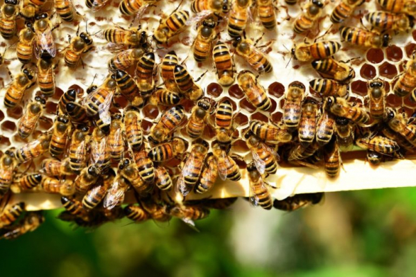 К чему снятся пчелы: толкования сна в популярных сонниках